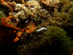 Prostheceraeus moseleyi