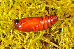 Peridroma saucia