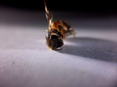 Apis mellifera