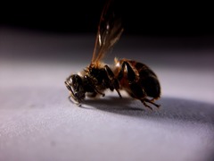 Apis mellifera