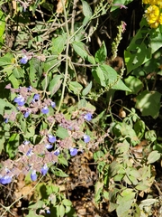 Salvia mocinoi