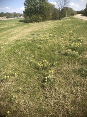 Castilleja citrina