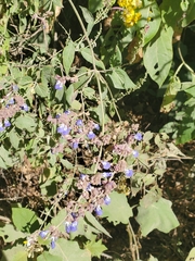 Salvia mocinoi