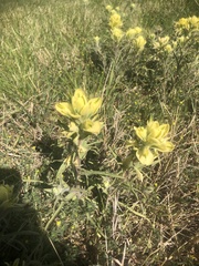 Castilleja citrina