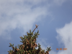 Haemorhous mexicanus