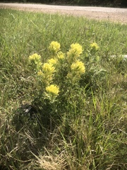 Castilleja citrina