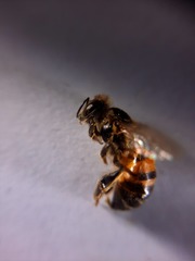 Apis mellifera