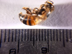Apis mellifera