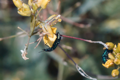 Psilothrix viridicoerulea