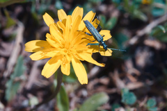 Oedemera crassipes