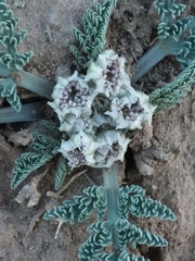 Vesper montanus