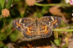 Phyciodes phaon jalapeno