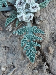 Vesper montanus
