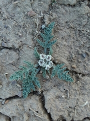 Vesper montanus