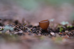 Dumontinia tuberosa