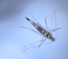 Conopomorpha cyanospila