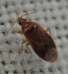 Cardiastethus fasciiventris