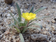 Camissoniopsis pallida
