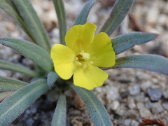 Camissoniopsis pallida