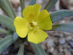 Camissoniopsis pallida