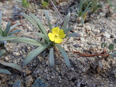 Camissoniopsis pallida