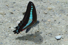 Graphium anthedon