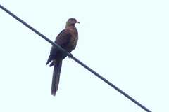 Macropygia amboinensis