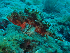Scorpaena notata