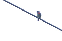 Dicaeum erythrothorax