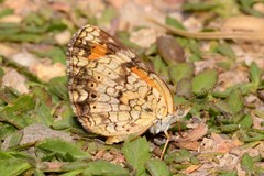 Phyciodes phaon jalapeno