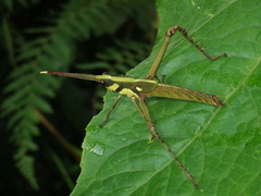 Aeolacris octomaculata