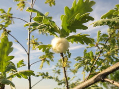 Andricus quercusramuli