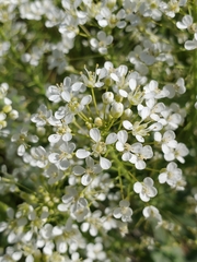 Lepidium appelianum