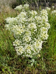Lepidium appelianum
