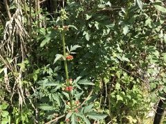 Scrophularia sambucifolia