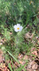 Leptosiphon montanus