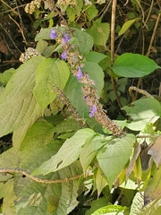 Salvia ibugana