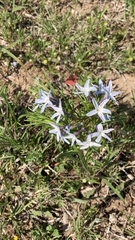 Amsonia ciliata