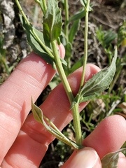 Lepidium appelianum