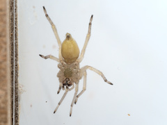 Cheiracanthium