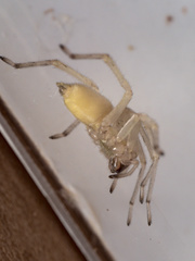 Cheiracanthium