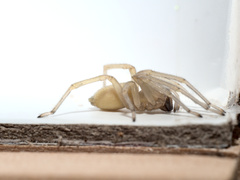 Cheiracanthium