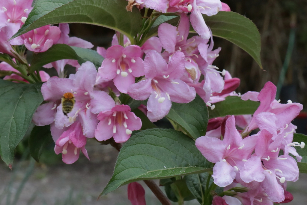 Weigela florida