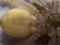 Cheiracanthium