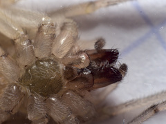 Cheiracanthium