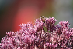 Apis mellifera