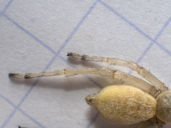 Cheiracanthium