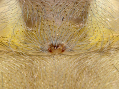 Cheiracanthium