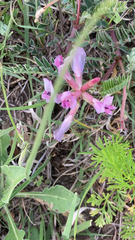 Astragalus crassicarpus