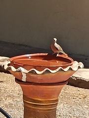 Columbina inca